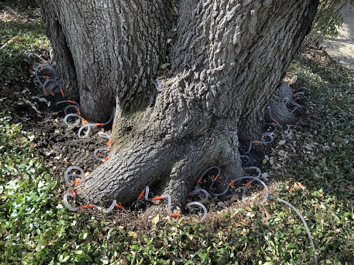 Detailed Tree Cabling and Bracing job site in Seville