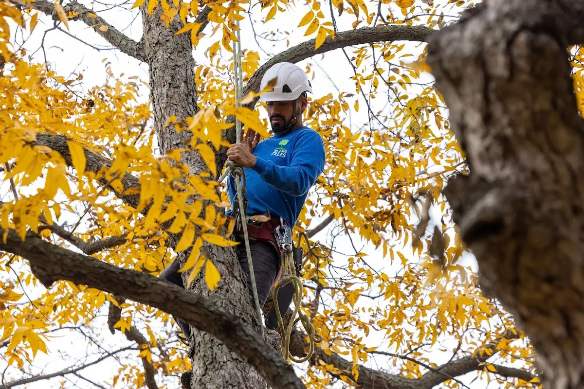 Skilled Storm Damage Cleanup crew working in Seville